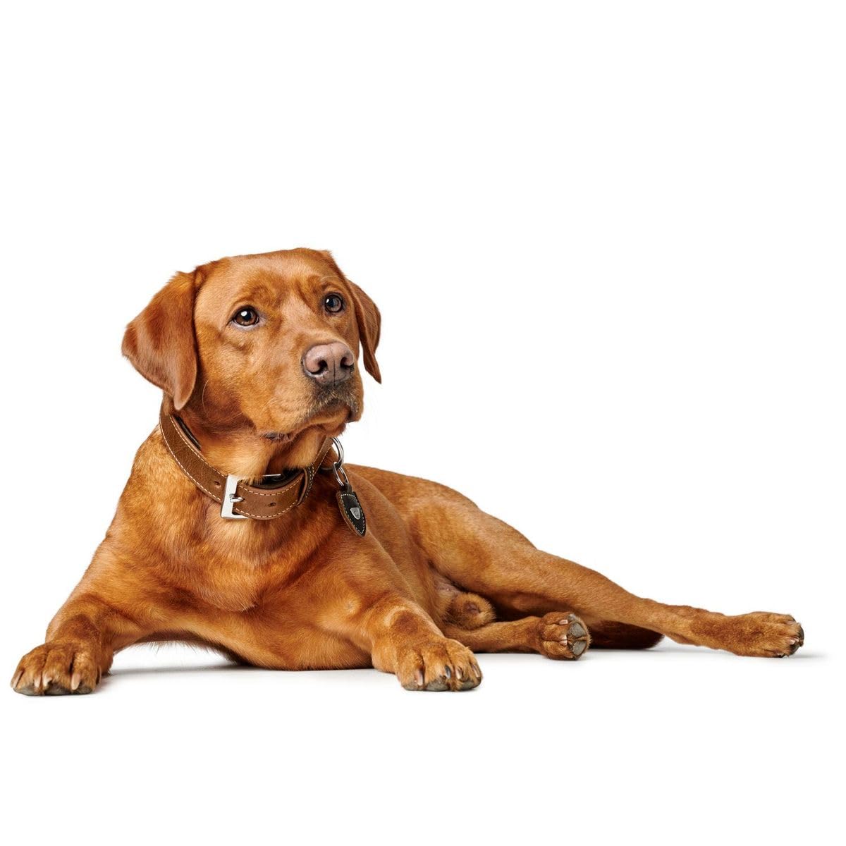 HUNTER Tara Hundehalsband, Leder, Juchtenleder, belastbar, witterungsbeständig, 55 (M), Cognac/Dunkelbraun