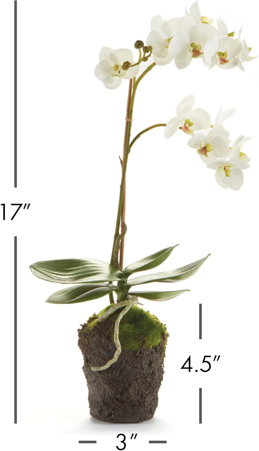 Napa Home & Garden Conservatory PHALAENOPSIS Orchid Drop-in 17-INCH 17 Inch White