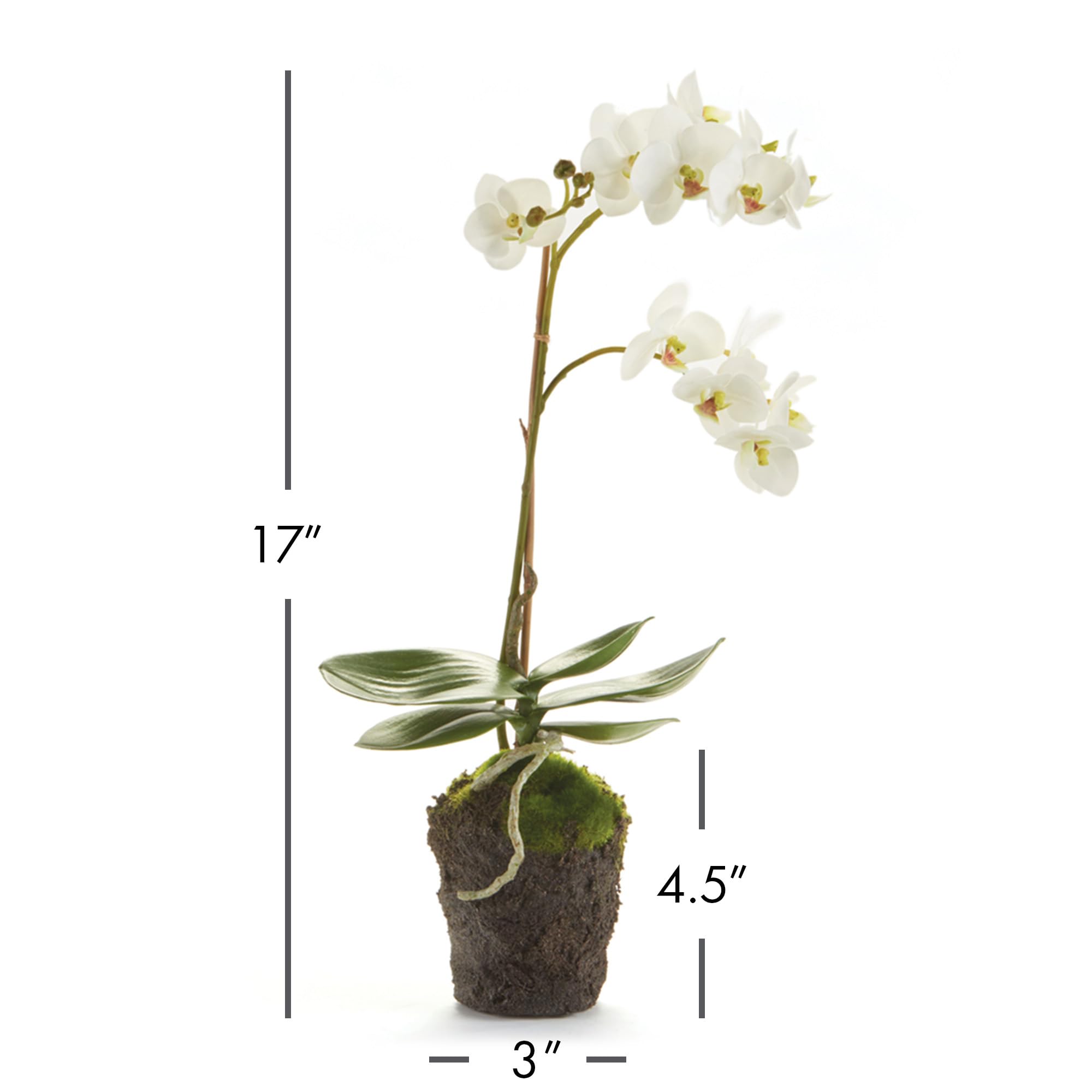 Amazon.com : Napa Home & Garden Conservatory PHALAENOPSIS Orchid