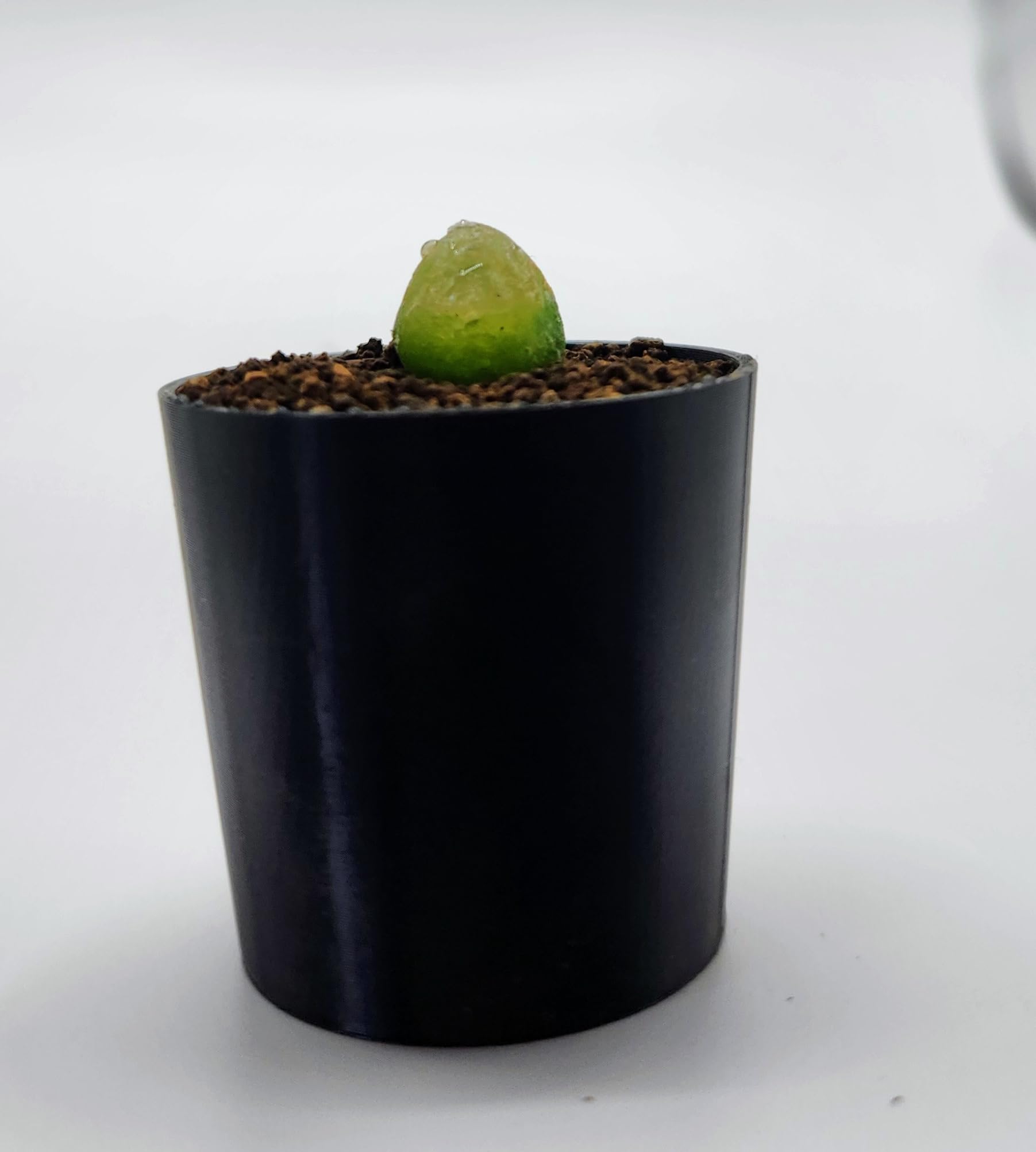 Amazon｜【初心者向け】コノフィツム・ブルゲリ 実生苗 1号鉢 育て方