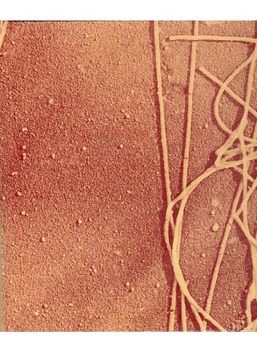 BIOLOGIA DE LA CELULA (BIOLOGIA CELULAR Y MOLECULAR)