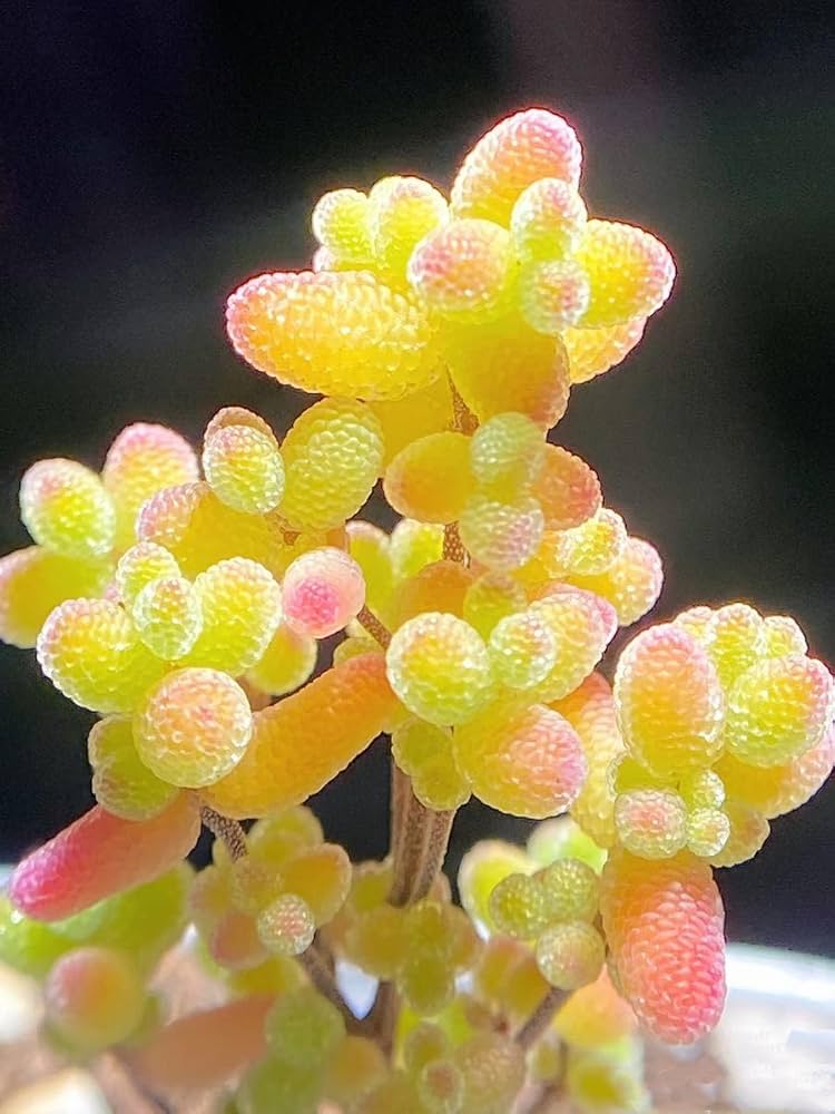Amazon.co.jp: 多肉植物 ドロサンテマム 金橘 小苗 抜き苗 1株