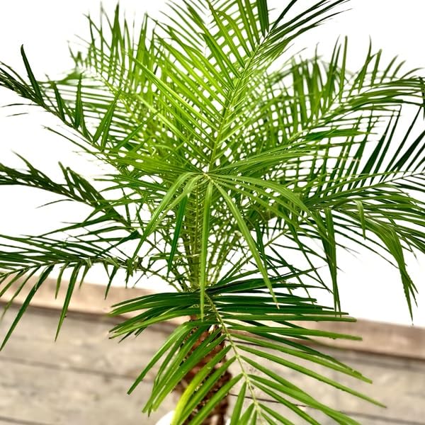 Amazon｜おしゃれ 観葉植物：ロベヤシ*フェニックスロベレニー