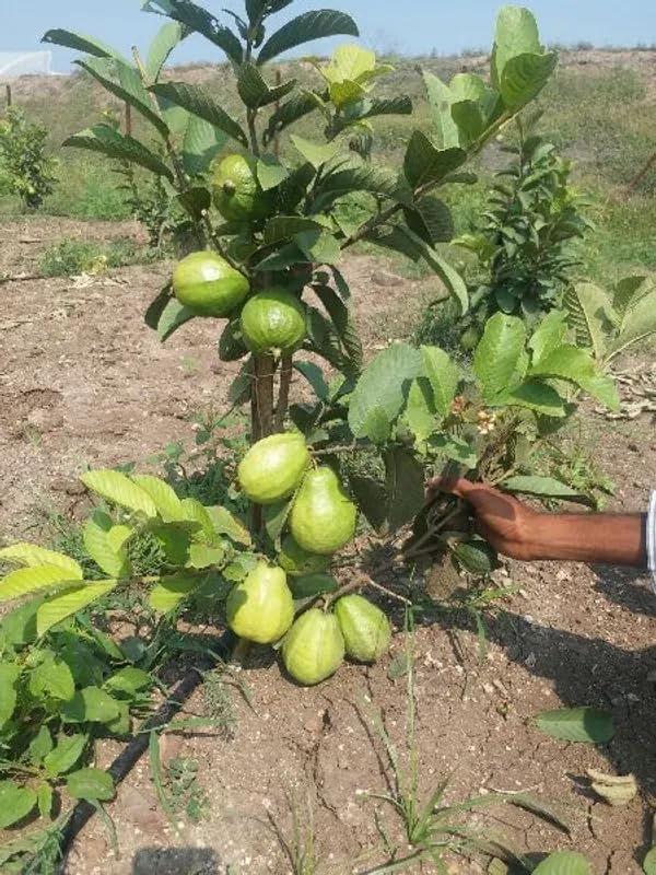 See full amazon price history chart for Thai-5 (Grafted) Guava Hybrid 1.5-3.5 Ft Live Plant (Pack of 1) Thai-5 (Grafted) Guava Hybrid 1.5-3.5 Ft Live Plant (Pack of 1) (B0CN3S68PX) Amazon Price History, Amazon Price Tracker