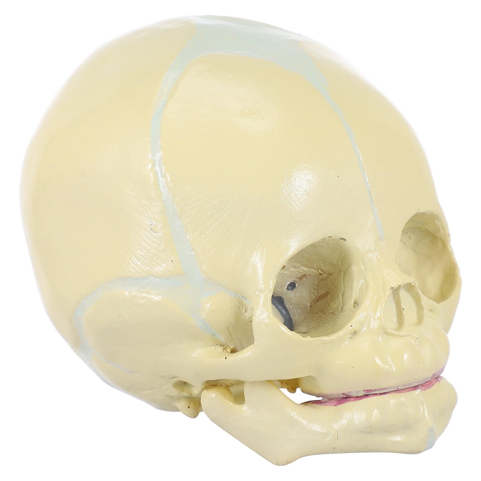 Mikikit Lebensgroßes Anatomisches Schädelmodell aus PVC Beigefarben für Schülerunterricht und Darstellung im Zuhause 30 Wochen Fötus