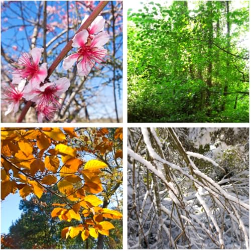 74. Jahreszeiten cover art