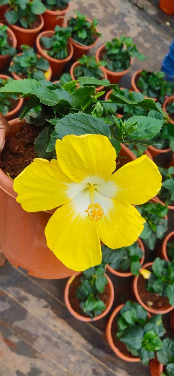 NATURE SENSE Dwarf Hibiscus Yellow Flowering Indoor Live Plant for Home & Garden - 1pc (B0C55L9Z29) Amazon Price History, Amazon Price Tracker