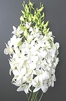 Vista 8 de eflowerwholesale - Orquídeas Moradas de Corte Premium (Apoya Pequeños Negocios) (Azul, 10 Tallos con Florero)
