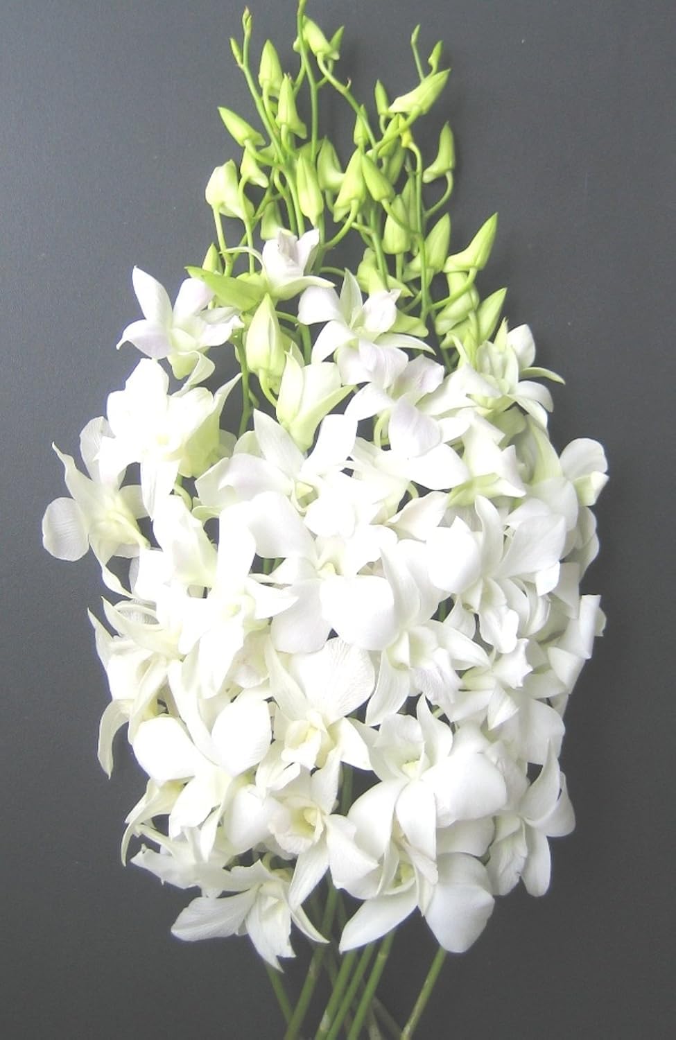 eflowerwholesale - Premium Cut Orchids (White 10 stems Orchids) Gift for Graduation, Birthday, Sympathy, Anniversary, Get Well, Thank You, Valentine, (Support Small Business)