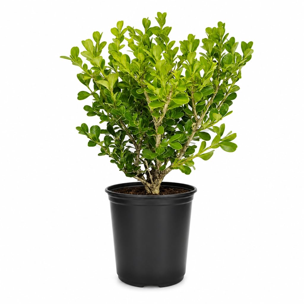 Bosso giapponese | 10 grandi vasi da 10 cm | Buxus Microphylla | Siepe formale sempreverde a bassa manutenzione