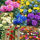 900+ Annual French Marigold Garden Flower Mix Flower...