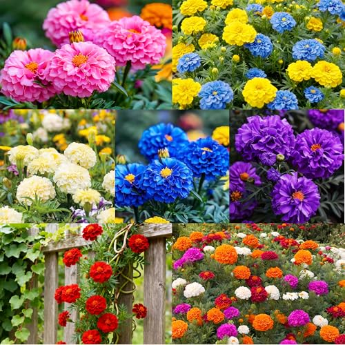 900+ Annual French Marigold Garden Flower Mix Flower...