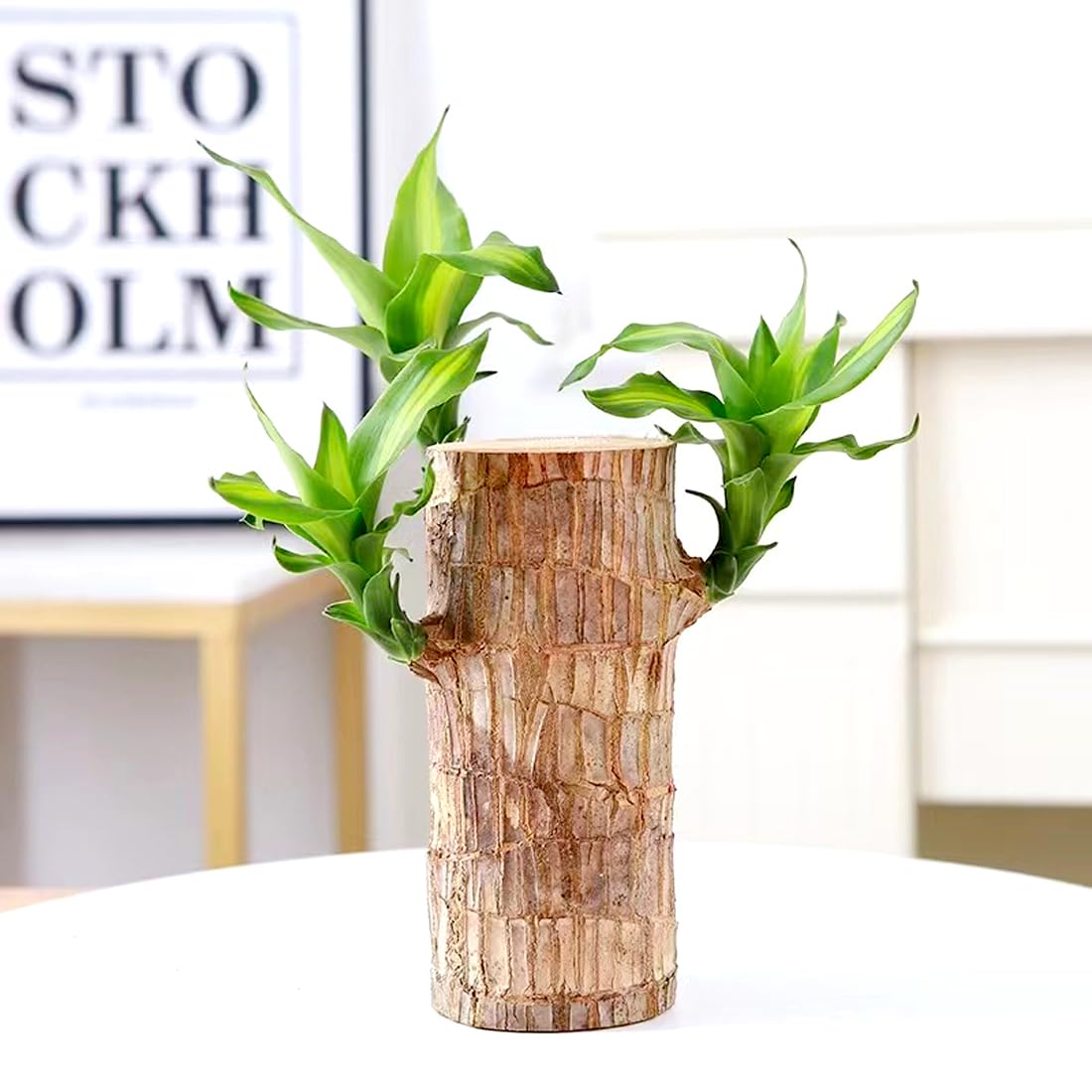 FOBHIYA Lucky Brazil Wood Plant, Healthy Indoor Live Lucky Brazilian Wood Plant for Living Room, Feng Shui Plant - 1 Plant (B0DG6BNGXG) Amazon Price History, Amazon Price Tracker