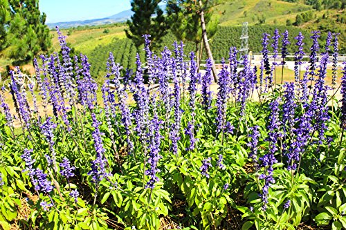 Preisvergleich Produktbild Wiesensalbei Salvia pratensis 50 Samen