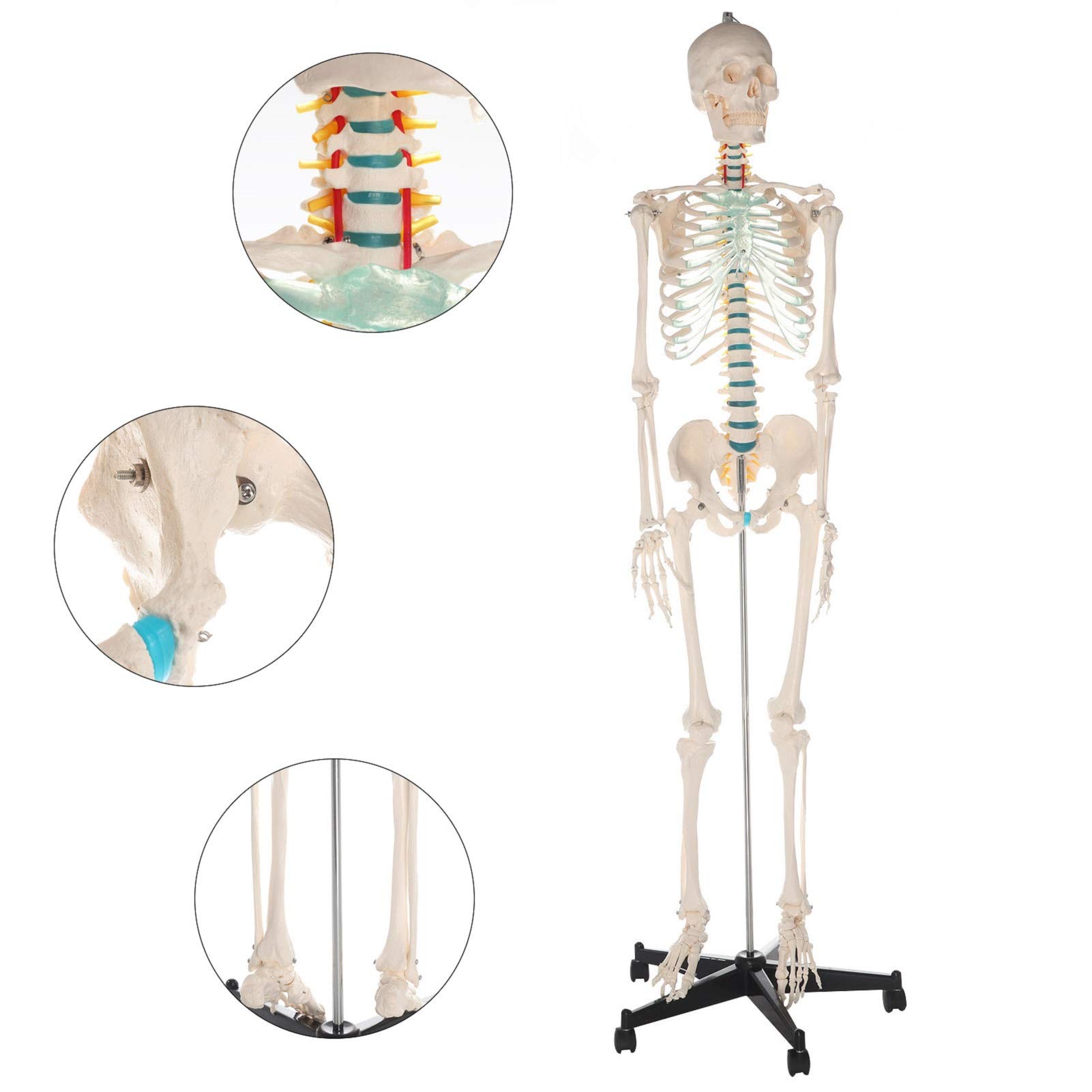 Trintion Human Skeleton Model Life Size 180cm Human Skeleton Anatomical