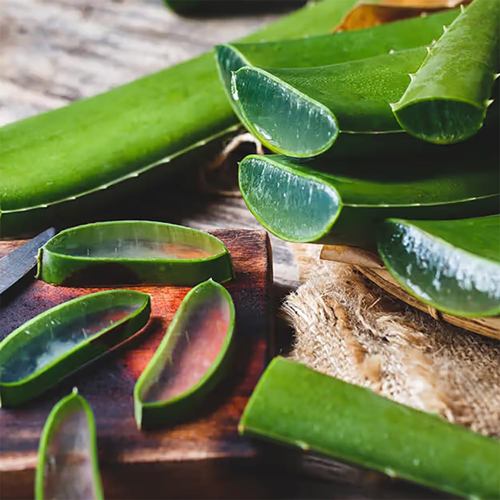 3 Fresh Aloe Vera Leaves 20-30cm Long โ Cut from Mature Barbadensis Succulent Plant, for Propagation, Indoor Houseplant, Medicinal Use, Natural Skincare, Organic Home Remedy, Easy to Grow
