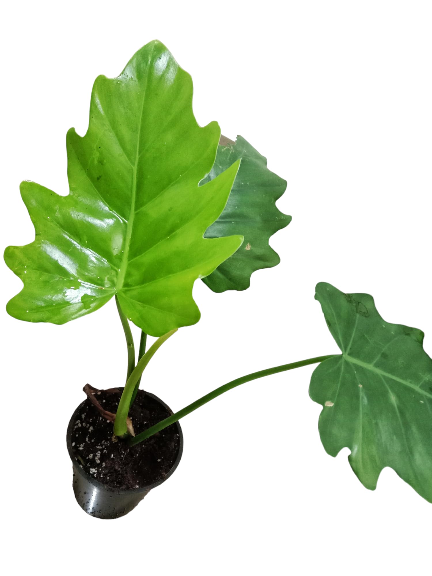 Planthousecorp Philodendron lacerum-picture-26