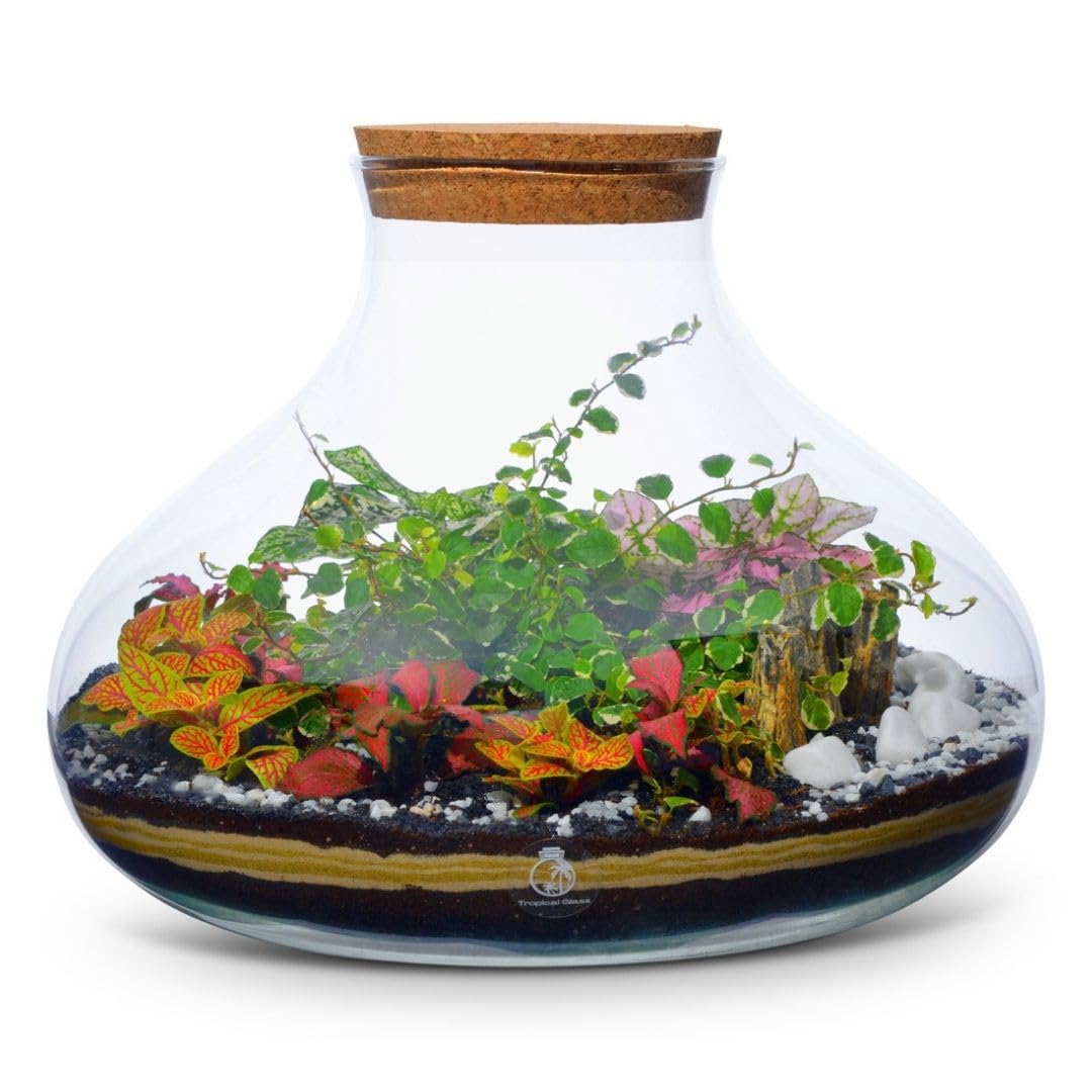 Terrarium Kit with 5 Live Plants, Large Glass Plant Terrarium Jar with Cork Lid (H:26cm), Complete Close Terrarium Starter Kit, Make your own Terrarium Self sustaining Ecosystem (with Standard Lid)