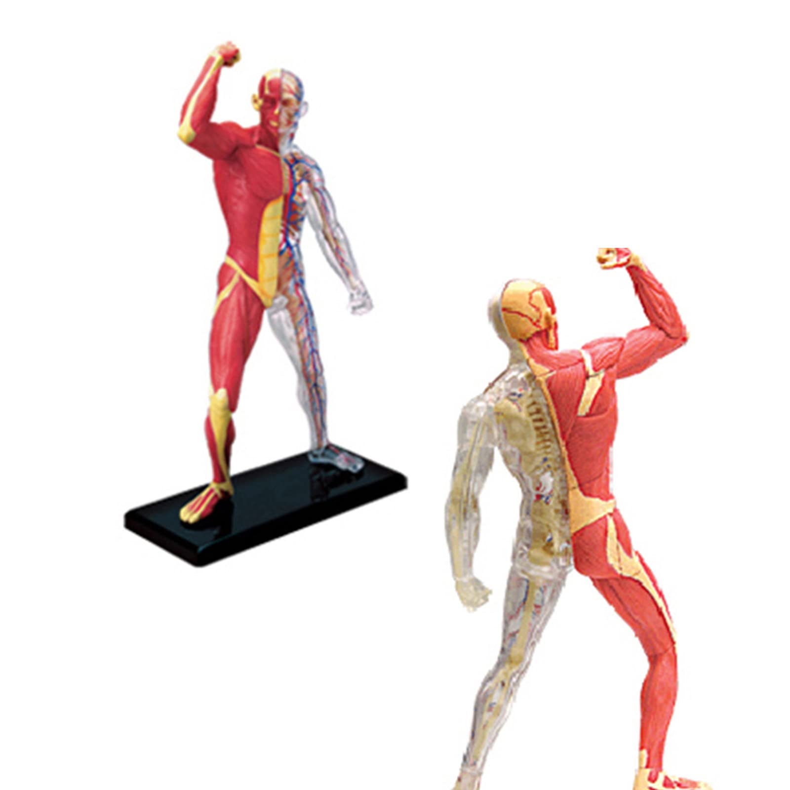 Modello in miniatura del muscolare Anatomia umana Modello scheletro muscolare Strumento didattico medico per studio medico e visualizzazione Anatomia del muscolare per bambini