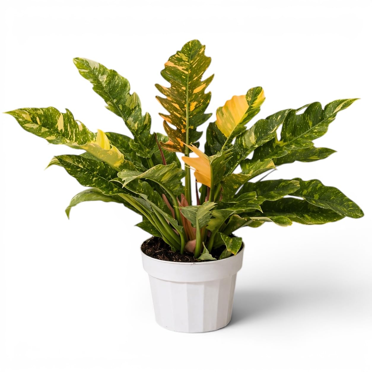Philodendron Fire Variegated