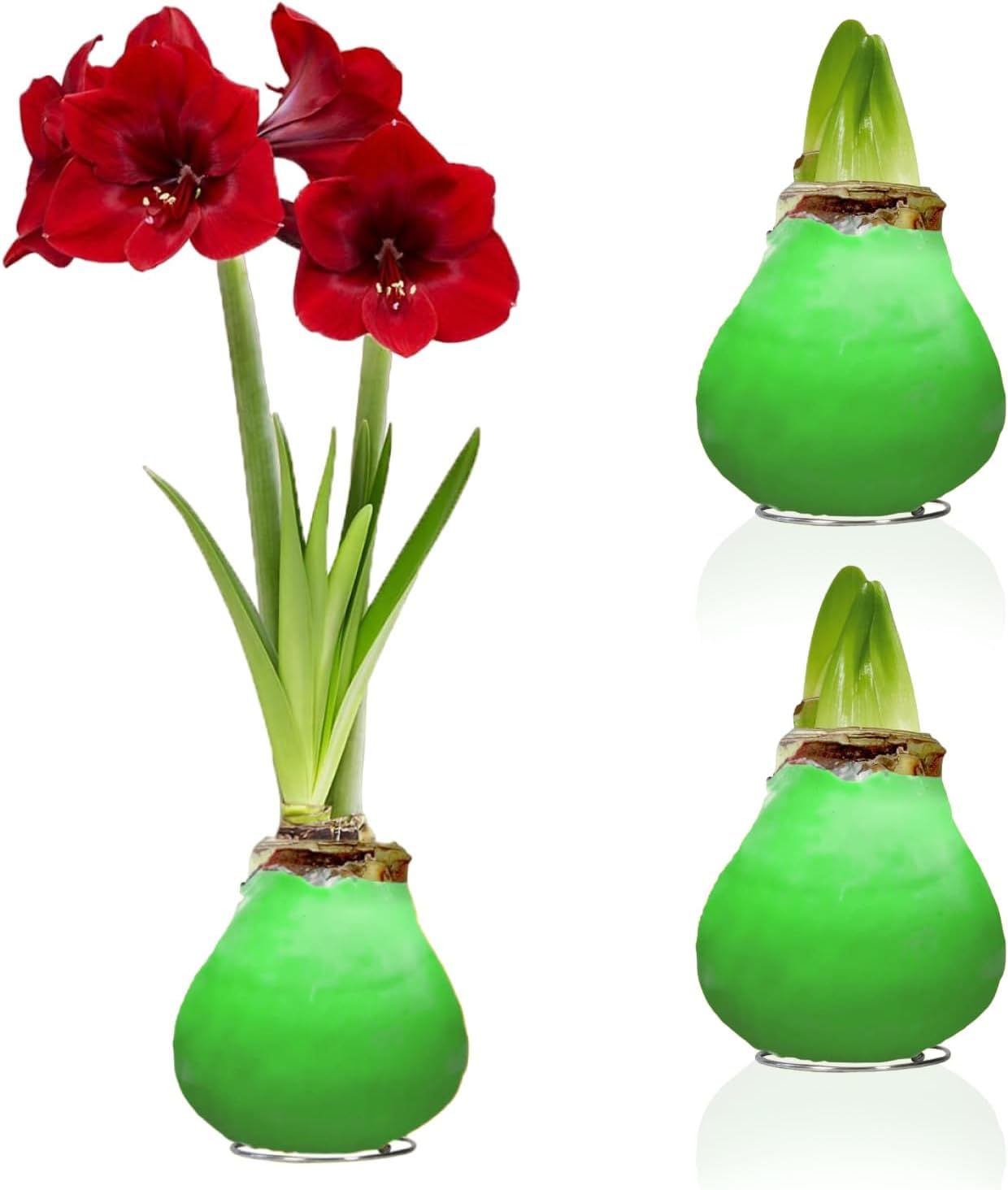 Green Wax (2 sztuki) Kolekcja cebul Amarylis, cebule kwiatowe