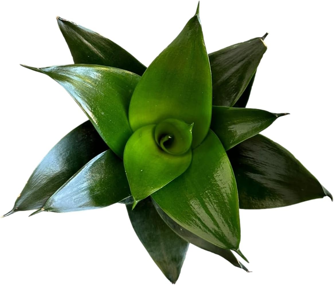 Live Plant, Snake Plant, Indoor Plant, Sansevieria, Air Purifying, Easy Care, 4 inch Pot by Hopewind Plants Shop (Tiger Star)