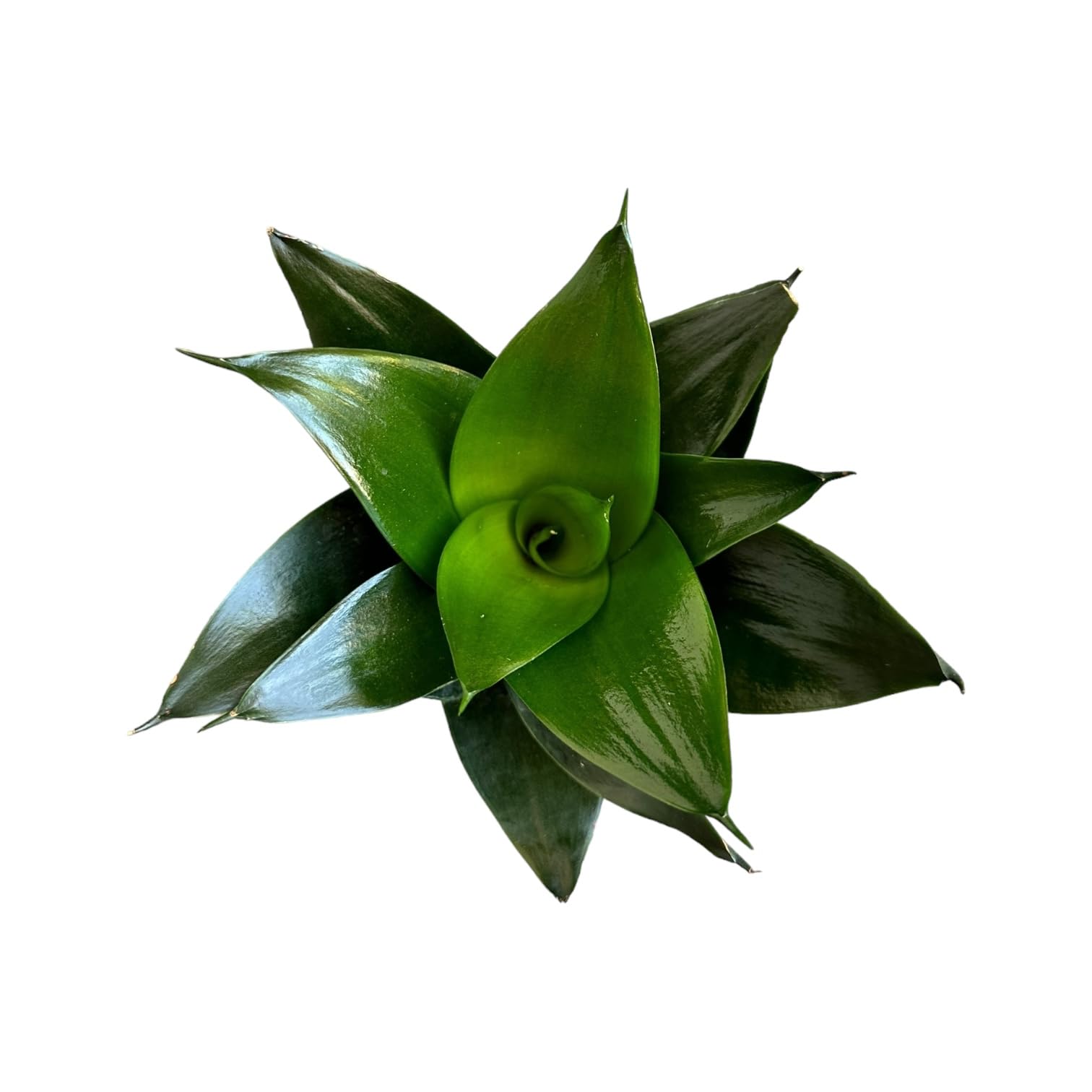 Snake Plant Jade Star 4 Inch Hopewind