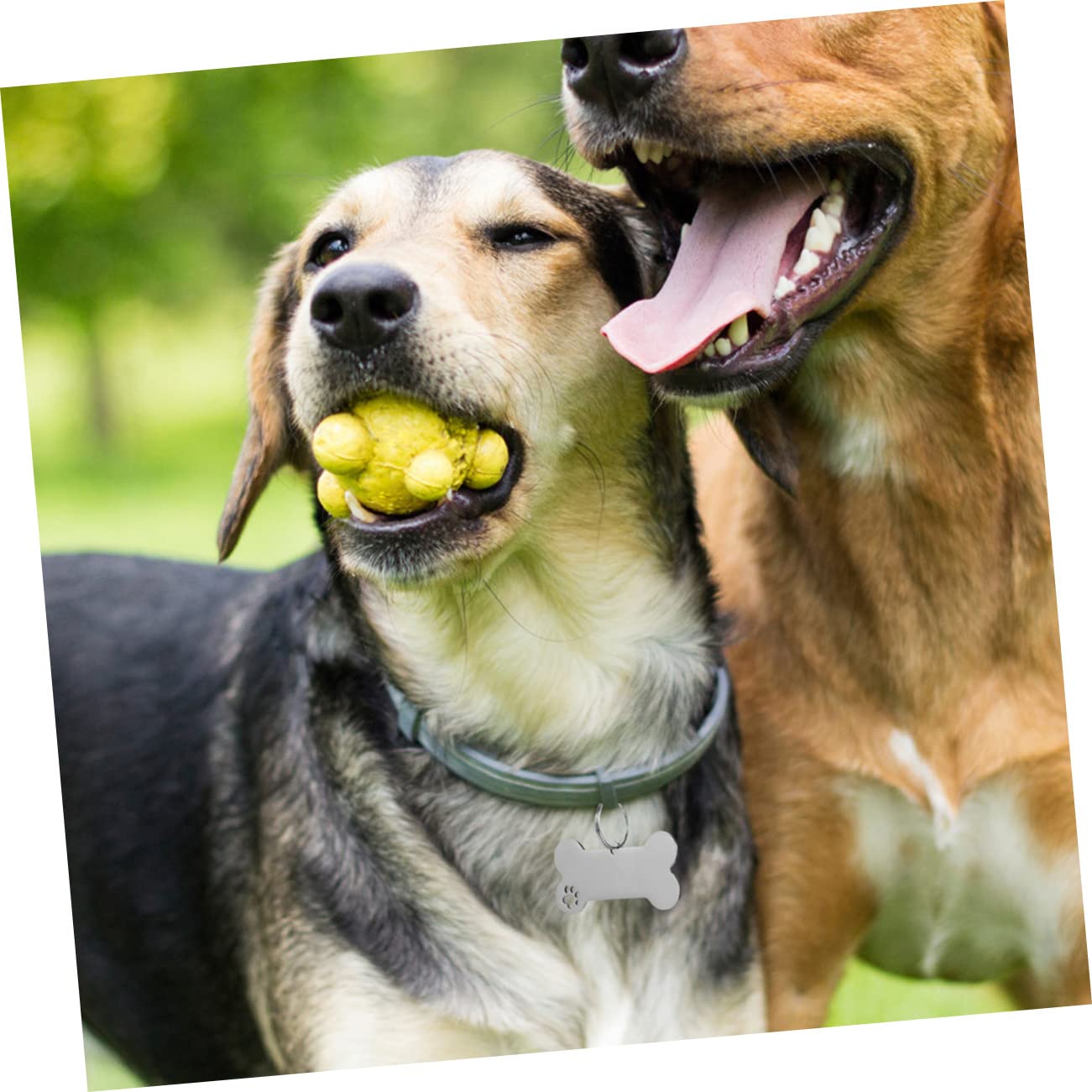 ORFOFE 30stücke Hundemarken Aus Edelstahl Personalisierbare Haustieranhänger Für Hunde Und Katzen Anti-verlust Namensschild Pfoten-design Für Kleine Tiere
