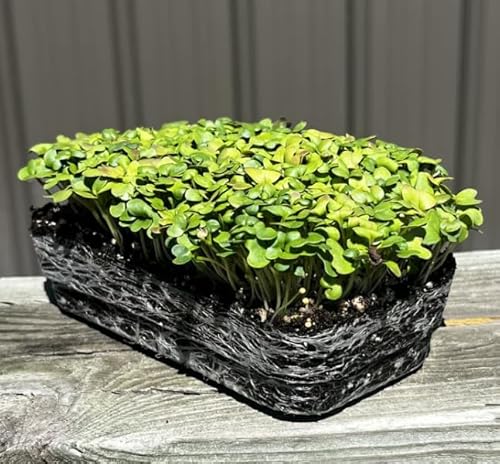 Hoss Wasabi Mustard Microgreens Seeds | 1/4 Pound