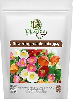 Flowering Maple Mix Seeds (Mixed Flowering Apricot