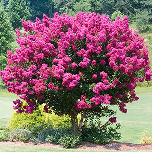 Qauzuy Garden 35 Dark Pink Lagerstroemia Crepe Crape Myrtle Seeds Colorful Long-Lasting Summer Flowers Striking Perennial Shrub Bush Small Tree Easy Grow & Attract Pollinators #TOP10