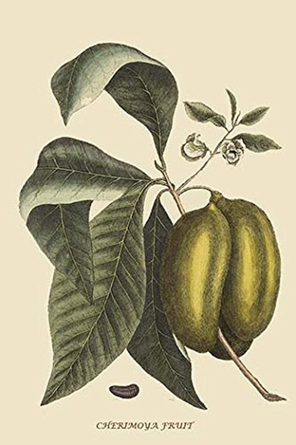 Buyenlarge 0-587-30512-6-G1624 Anona Cherimoya Fruit Fine Art Giclee Print, 16" x 24"