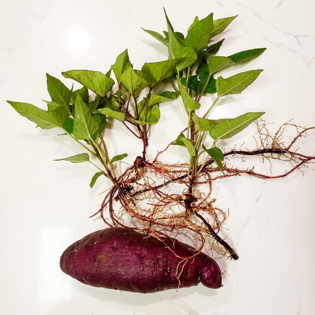 Purple Japanese sweet potato (2 SLIPS) Also known as Hawaiian Purple Sweet Potato