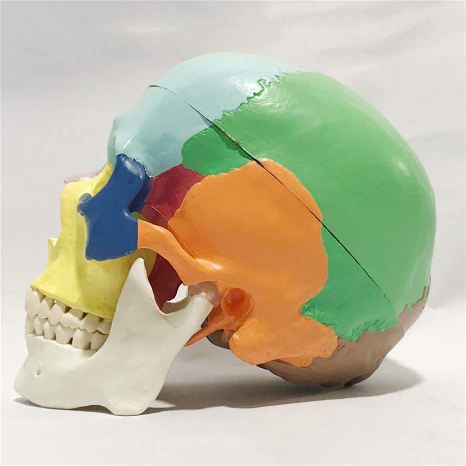 Anatomiczny model czaszki - Kolorowy tryb ludzkiej czaszki - Materiał żywiczny Anatomia człowieka Model czaszki Anatomiczny medyczny nauczanie Szkielet głowa - do medycznego szkolenia edukacyjnego
