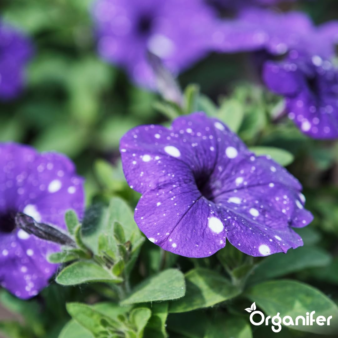 Petunia Nawóz Organiczny Do Kwiatów - 10L - NPK 2-1-8