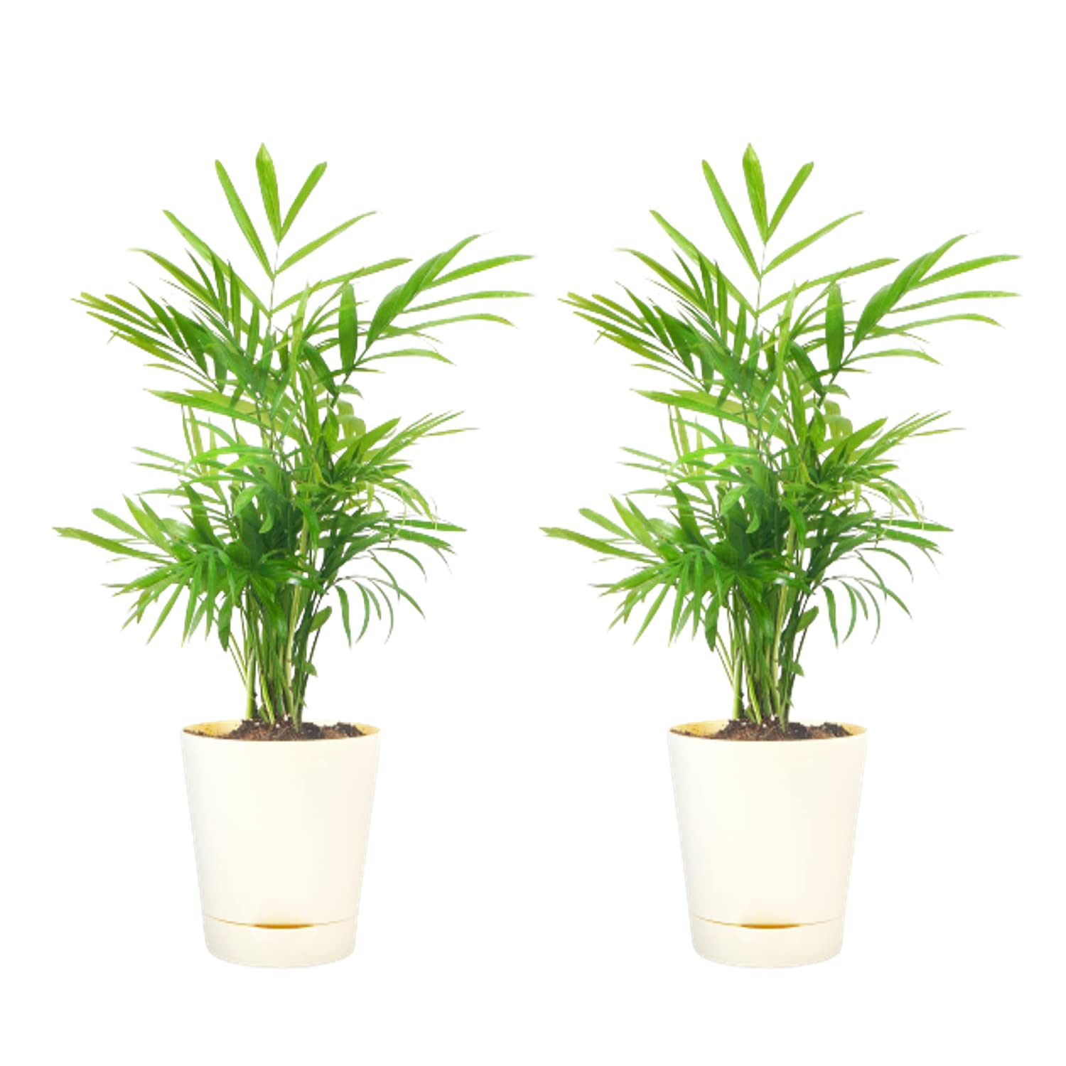 Plant A Leaf Areca Palm Plant with Self Watering Pot Areca Palm Air