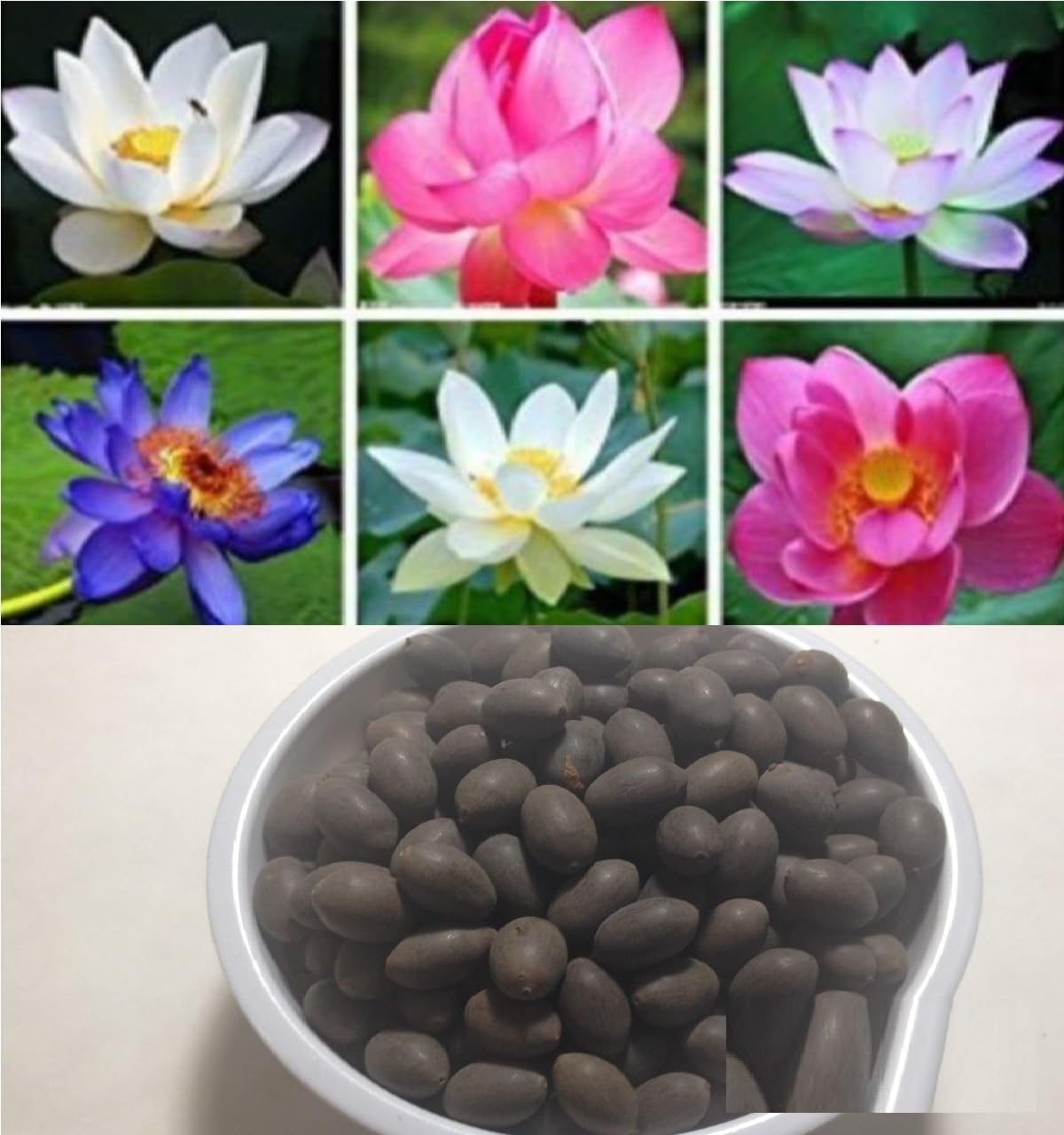 See full amazon price history chart for Hudgle Water Lily Flower Seeds (Pack Of 20 Seeds) - All Mix Colors… Growing Lotus Brings Positive Vibrations According To Vaastu Shastra…2023_hudgle_8989856 Hudgle Water Lily Flower Seeds (Pack Of 20 Seeds) - All Mix Colors… Growing Lotus Brings Positive Vibrations According To Vaastu Shastra…2023_hudgle_8989856 (B0CYY2X32B) Amazon Price History, Amazon Price Tracker