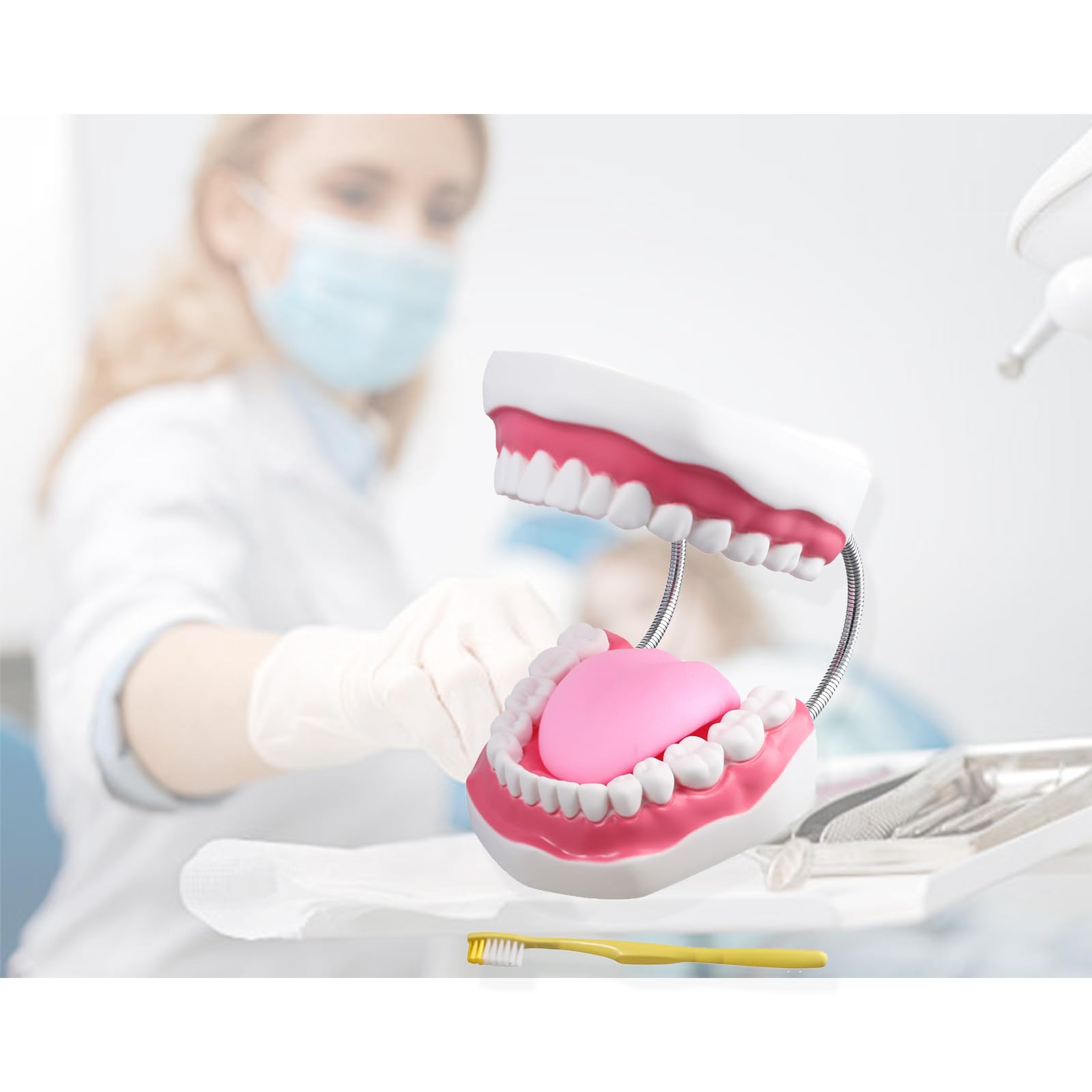 Aouzsta Human Teeth Model Especially for Students Teachers Professors Iatrical School Necessities Preparations for School Day