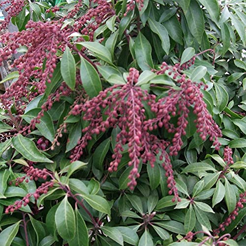 アセビ2.3ｍｘ5本 Amazon | SORA 紅花アセビ H700～900mm（鉢底より） | 植木