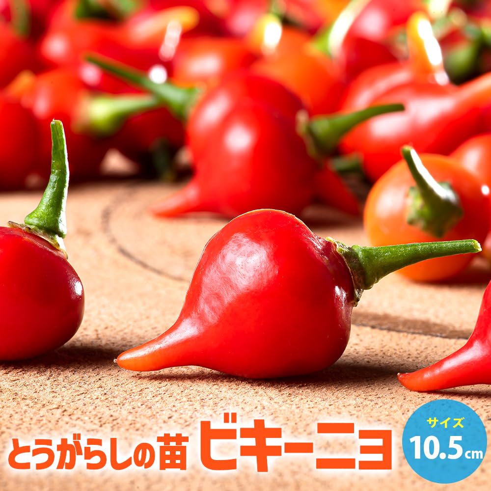 トウガラシ ビキーニョ イエロー種子 3g入り（約1000粒） トキタ種苗 トウガラシ種子 ビキーニョ【取り寄せ注文】＊種子