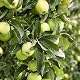 Weißer Klarapfel Apfelbaum Früh reifende Sorte für den Garten