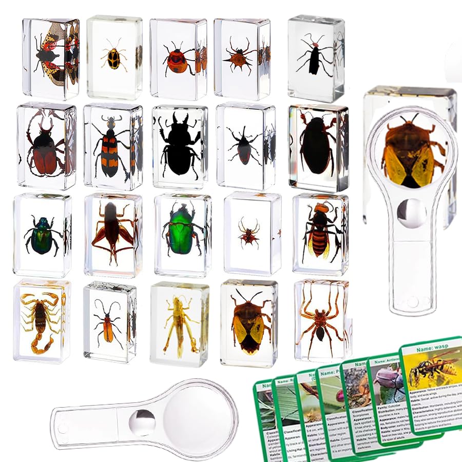 20 Piezas de Insectos en Resina Transparente, Ejemplares Reales para Preescolar, Ciencia en el Aula y Decoración en Casa con Lupa e Instrucciones de la Tarjeta de Insectos