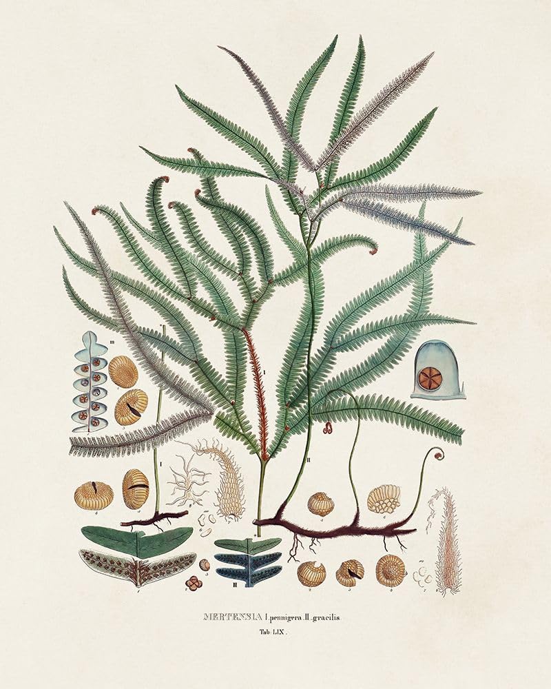 Towarzystwo botaniczne paprocie VII plakat wydruk - wizja studyjna (18 x 24)