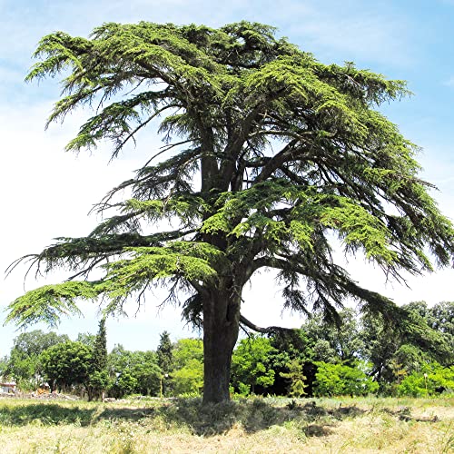 Cedrus Libani Seeds Cedar Of Lebanon Fragrant Low Maintenance Drought Tolerant Easy To Grow Outdoor Pathway 5Pcs Tree Seeds By Yegaol Garden #TOP19