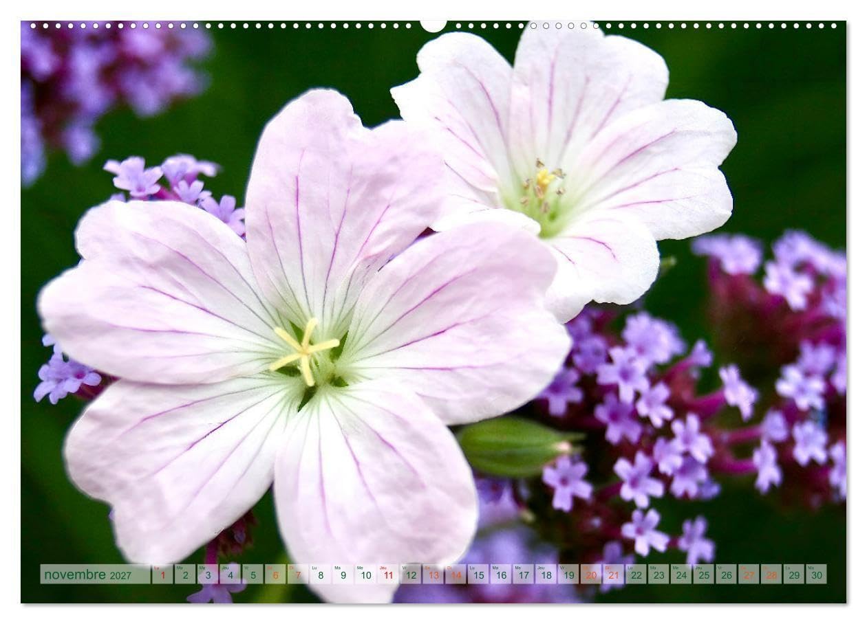 DES FLEURS ENCHANTERESSES (Calendrier mural 2027 DIN A2 vertical), CALVENDO calendrier mensuel: Découvrez la beauté de la nature avec ces gros plans floraux uniques.