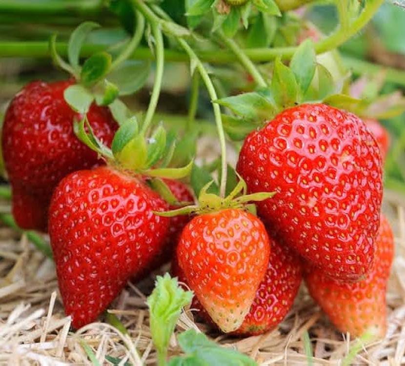 NEW DEBNATH NURSERY, Red Strawberry Fruit Live Plant (pack of-1) A1-image-9