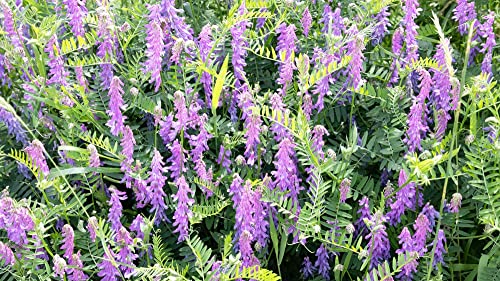 Hairy Vetch Seeds for Planting - Cover Crop, Grain, Bee Pasture, Pollinator, Wildlife Seed (1 Pound)