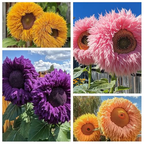800pcs Teddy Bear Sunflower Seeds for Planting Giant Teddy Bear Sun Flower Seed Heirloom Attracts Pollinators