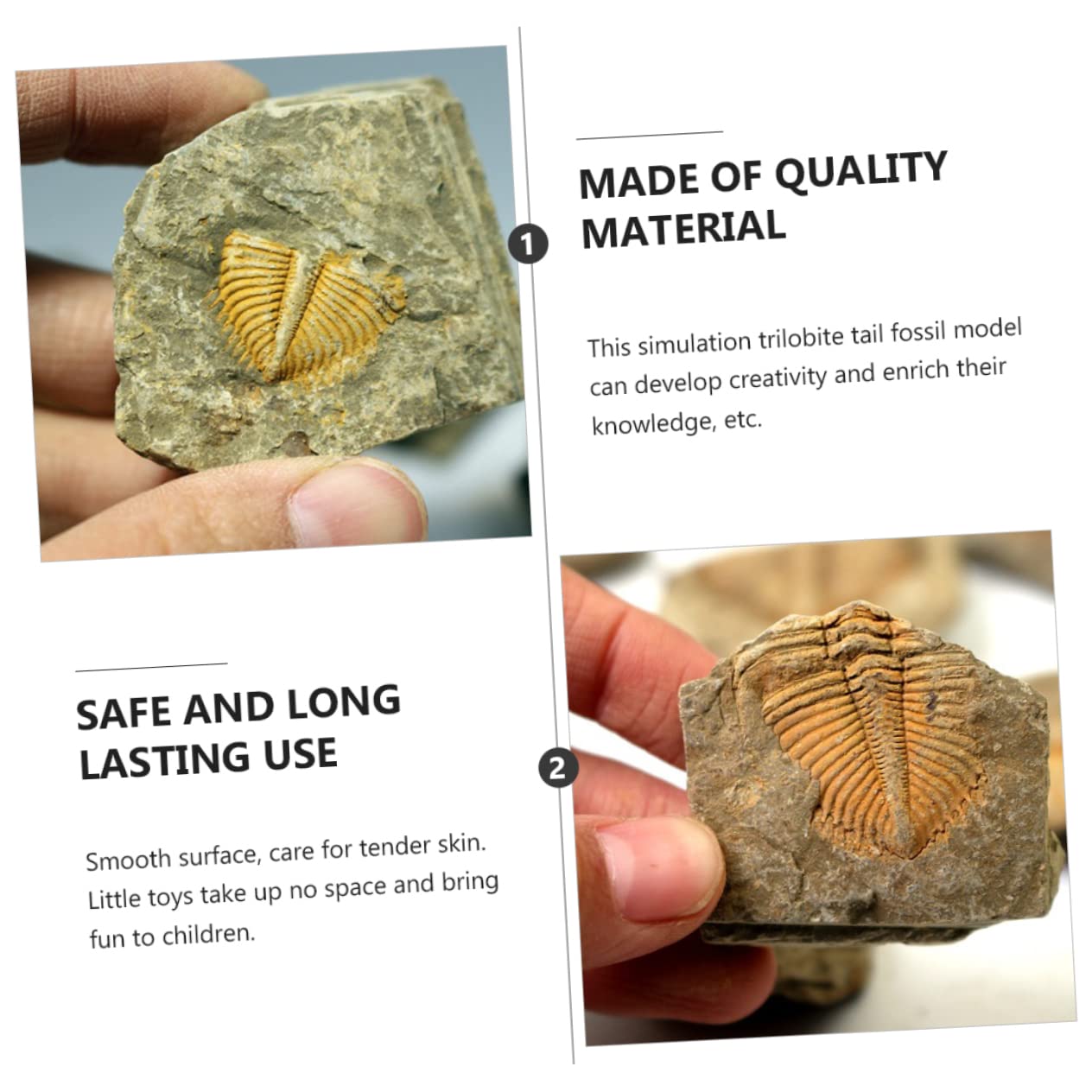 Garneck Campione di Trilobite Naturale 2 Pezzi, Ornamento da Scrivania Educativo per Ragazzo Ragazza, Materiale Didattico Paleontologico per Collezione e Decorazione Casa