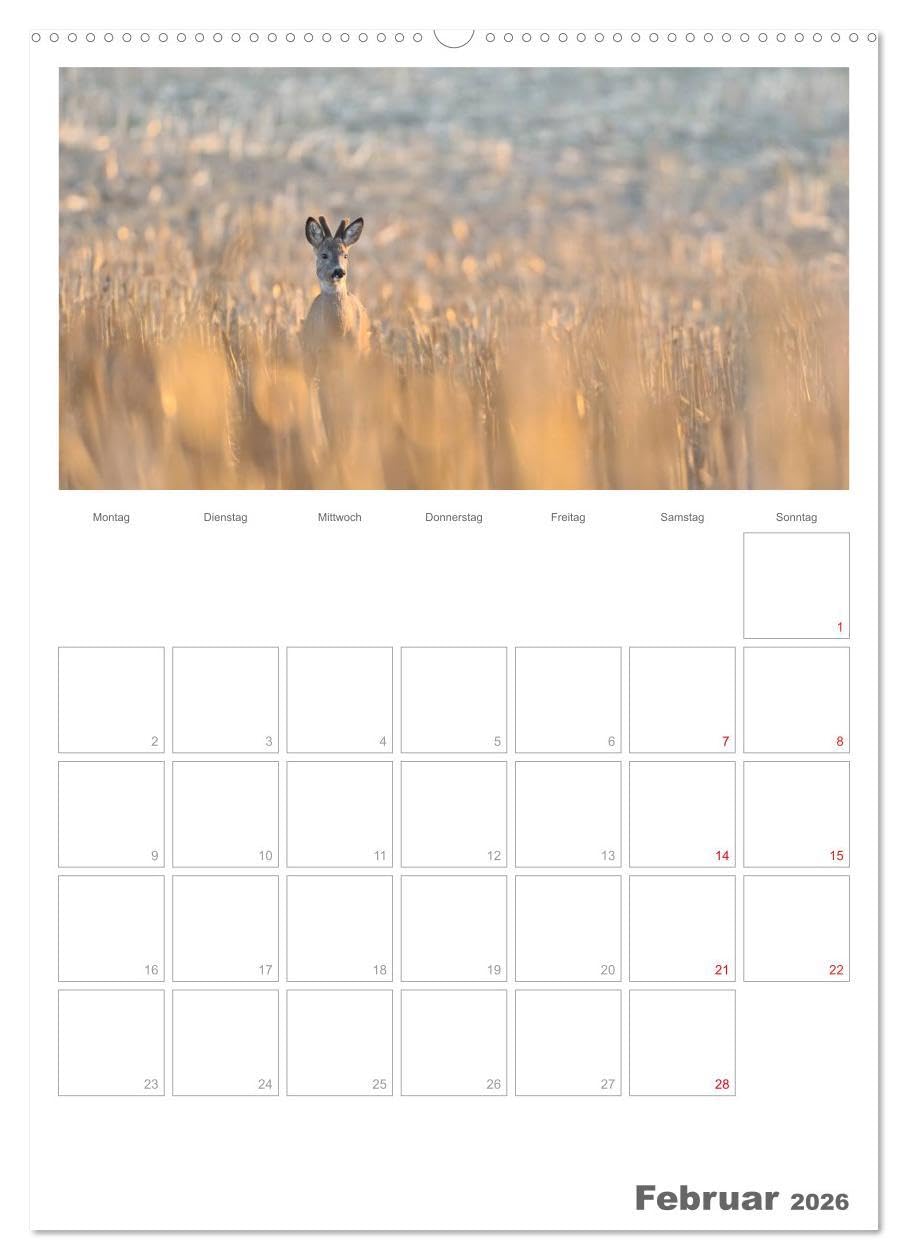 Rehe & Co/Planer (hochwertiger Premium Wandkalender 2026 DIN A2 hoch), Kunstdruck in Hochglanz: Wildlife Rügen/Deutschland (CALVENDO Tiere)